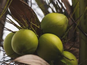 coconuts